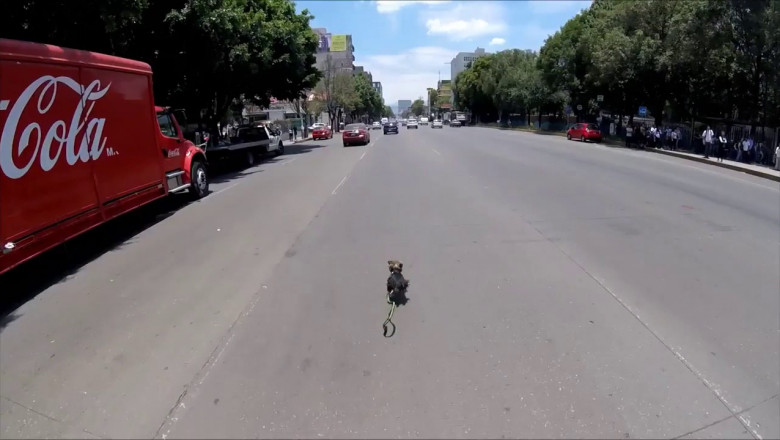 Погоня велосипедиста за убежавшей собачкой