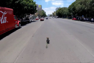 Погоня велосипедиста за убежавшей собачкой