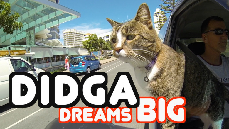 Умнейшая кошка 