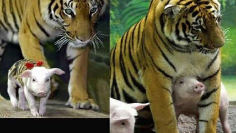 Примеры необычной дружбы 