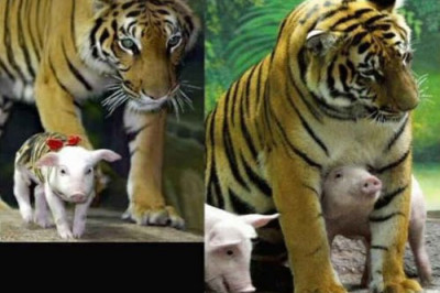 Примеры необычной дружбы 