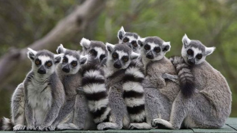 Самоуверенная утка 