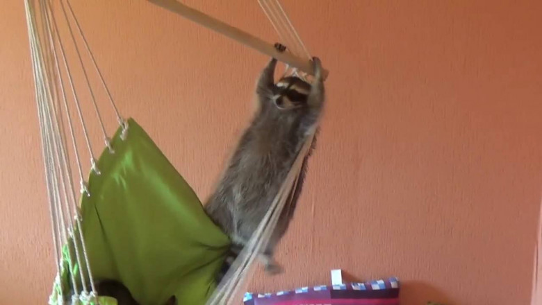 Настырный енот 