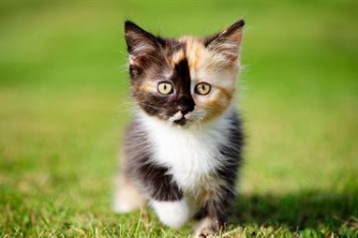 Нестандартное несение службы