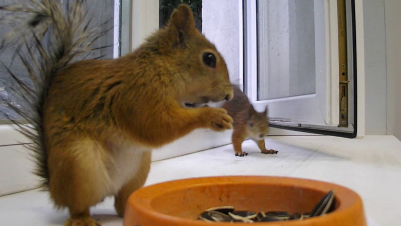 Смелые белки 