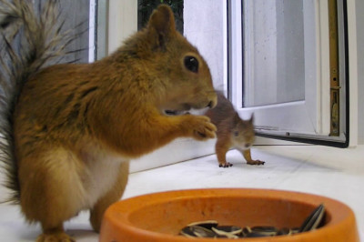 Смелые белки 