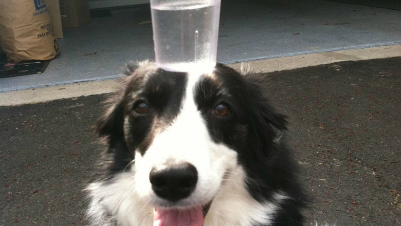 Железная выдержка домашних питомцев 