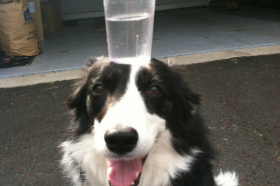 Железная выдержка домашних питомцев 