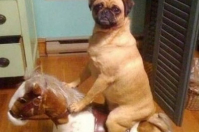 Забавный мопс 