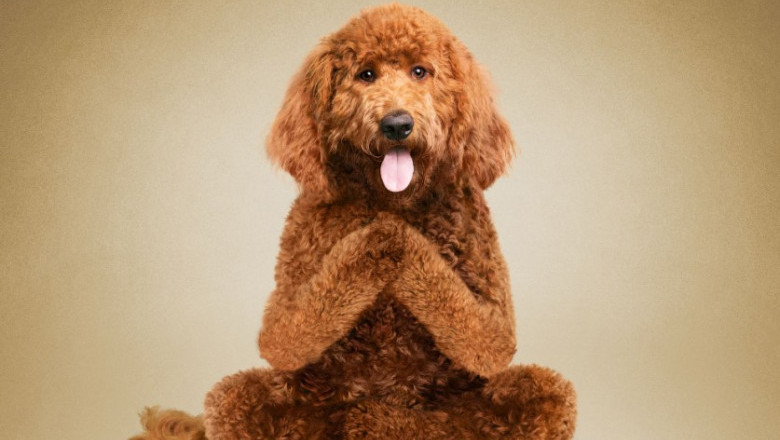  Животные и йога