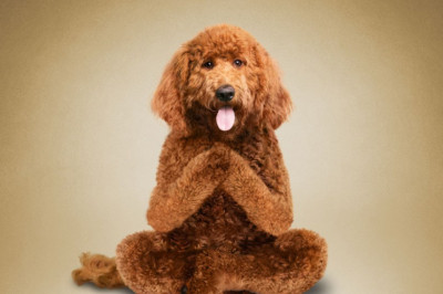  Животные и йога