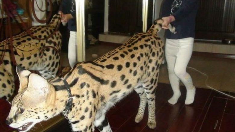 Детишки играются с котами 