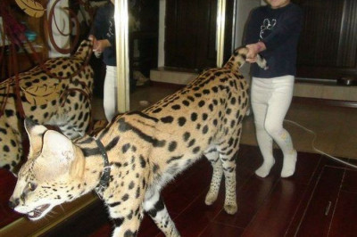 Детишки играются с котами 