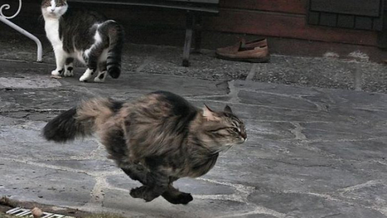 Пятничная котоматрица для настроения!