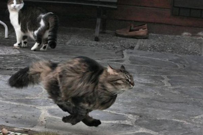 Пятничная котоматрица для настроения!