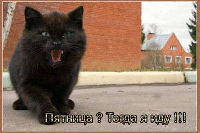 Пятничная котоматрица 