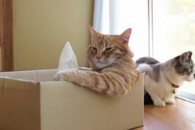 Взгляд деловых котов 