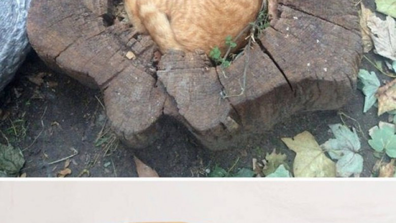 Когда фотошоп интересней оригинала