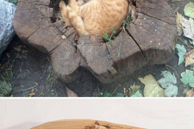 Когда фотошоп интересней оригинала 