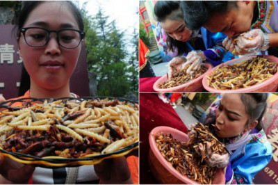 Конкурс по поеданию насекомых 