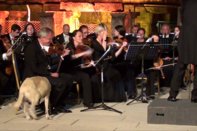 Незваный гость 