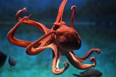Побег осьминога 