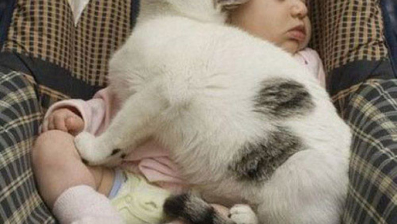 Сладкий сон детей и домашних питомцев 