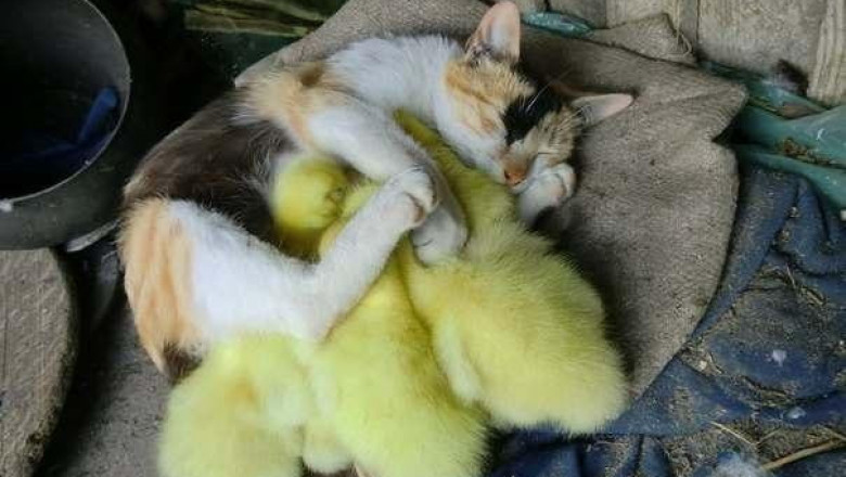 Чужих детей не бывает