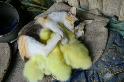 Чужих детей не бывает