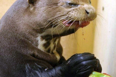 Для хорошего настроения !