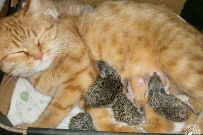 Кошка приютила ежат 