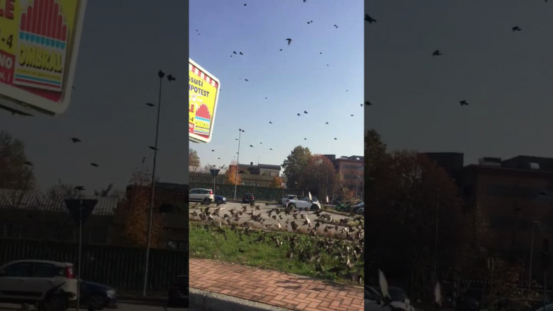 Нашествие птиц 