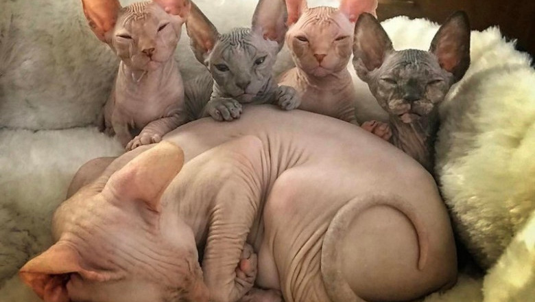 Милашки - очаровашки 