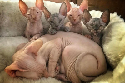 Милашки - очаровашки 