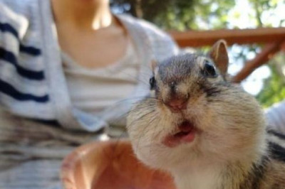 Фотобомбы от животных 