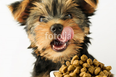 Слюной собачка истекала