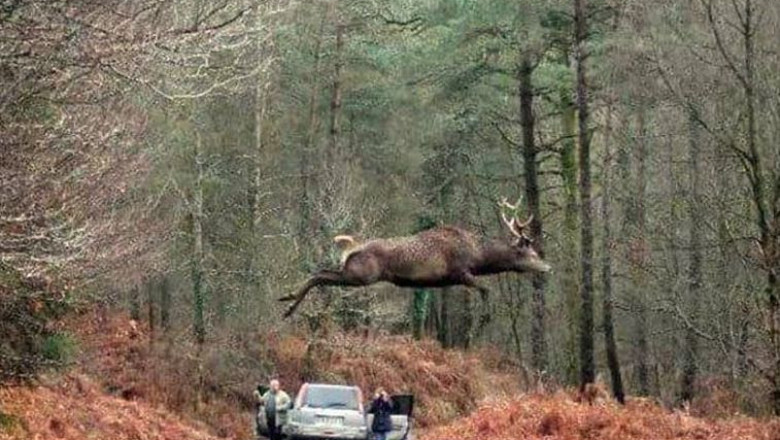 Забавное в фотографиях 