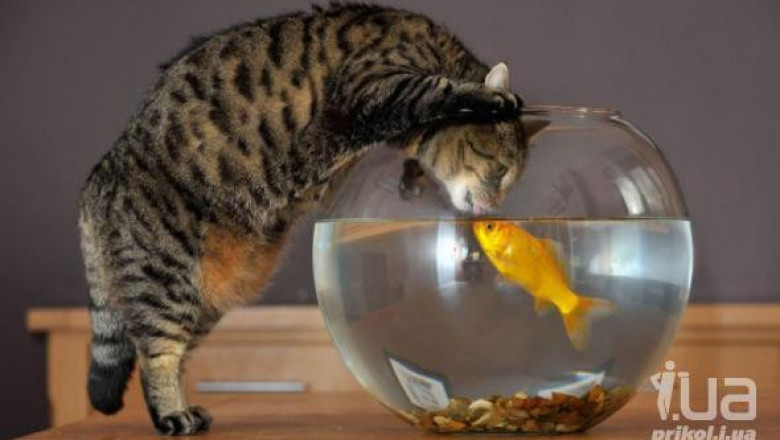 Интерактивный телевизор для котов 