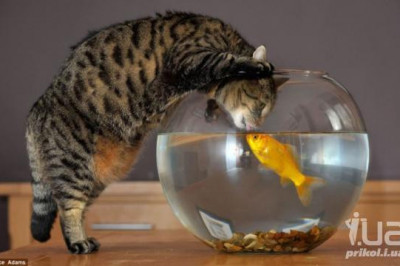 Интерактивный телевизор для котов 