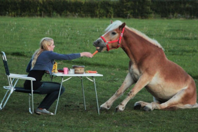 Как это – жрать словно лошадь?