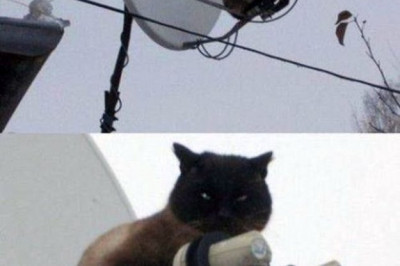 Котам так очень удобно 