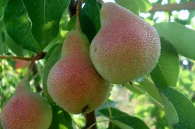 Меткий папуля