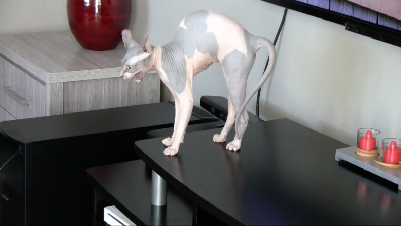 После стрижки 