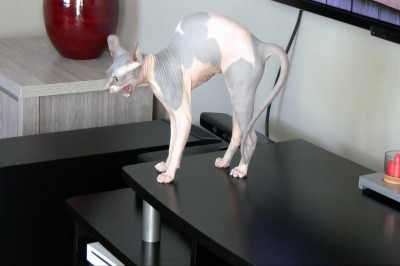 После стрижки 