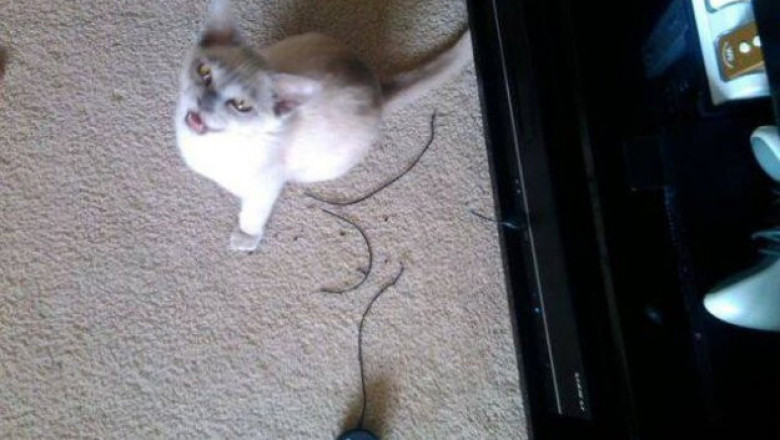 Коты в шутки не играют 