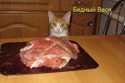 Сила воли у кота 