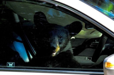Наглый медведь забрался в машину 