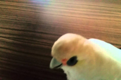 Попугай недоволен 