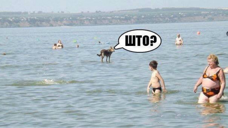 Весёлые картинки середины недели 