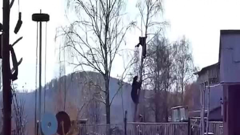 Внезапная встреча с дикими животными 